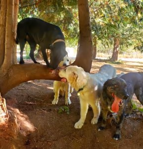 Off-Leash Dog Area at Memorial Park photo 2